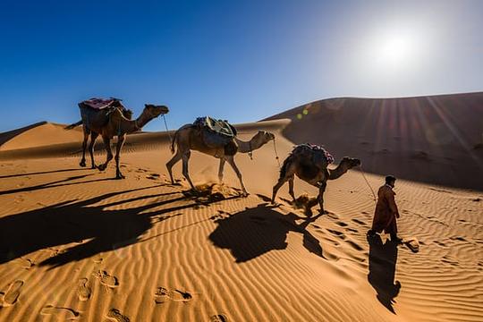Desert Camel Trek