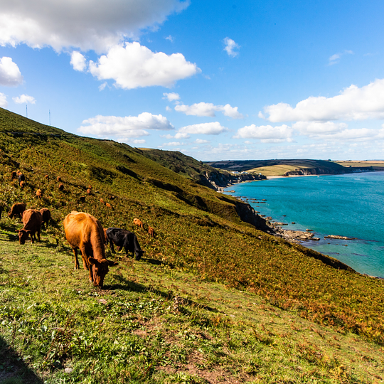 Explore South Devon Coastal Path