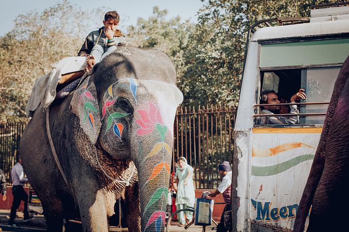 Golden Beats India Elephant Ride
