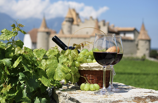 Wine Tastings + Vineyard Tours
