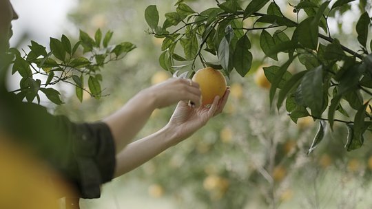 Visit an organic citrus farm