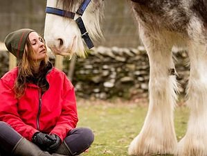  4 Day Pure Horse Connection with Yoga and Meditation