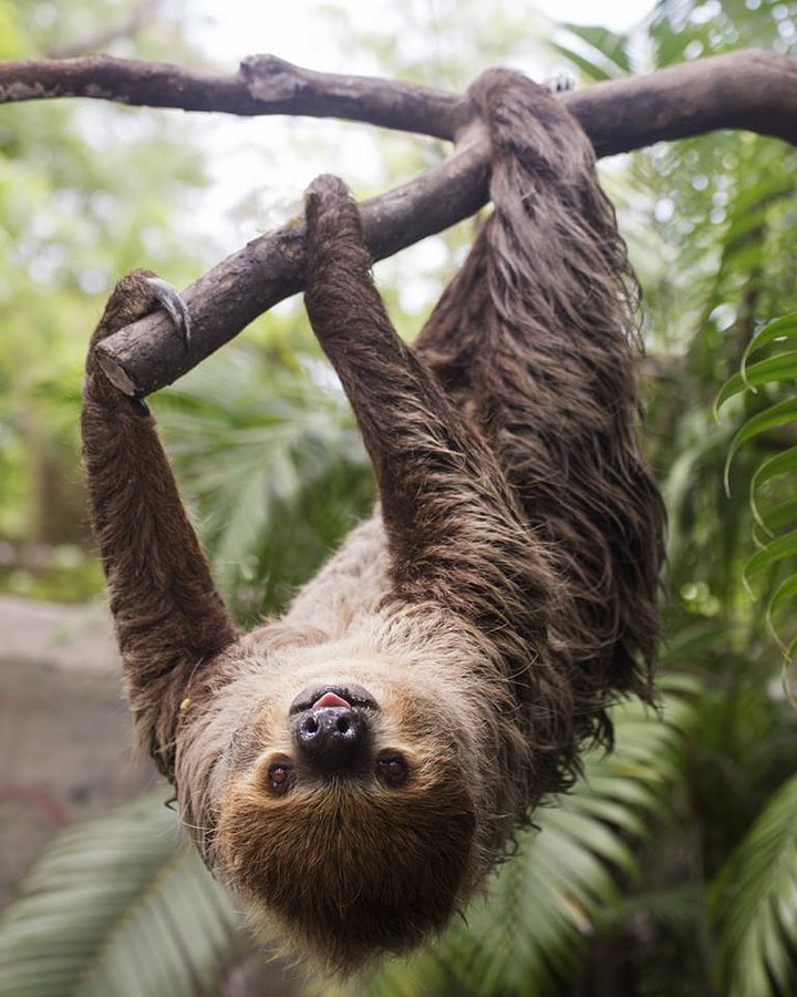 Sloth sanctuary visit, Puerto Viejo costa rica vacationjpg