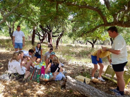 A pic-nic in a cork oaks forest
