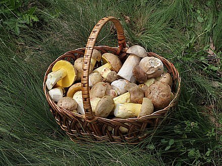 Edible_fungi_in_basket_2012_G1